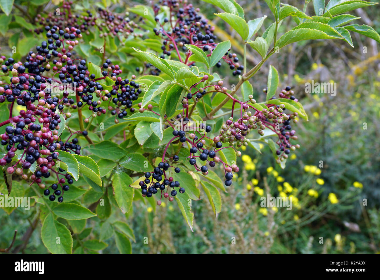 Eine wilde Holunder Bush mit Blättern und Beeren im Herbst im ländlichen England Stockfoto