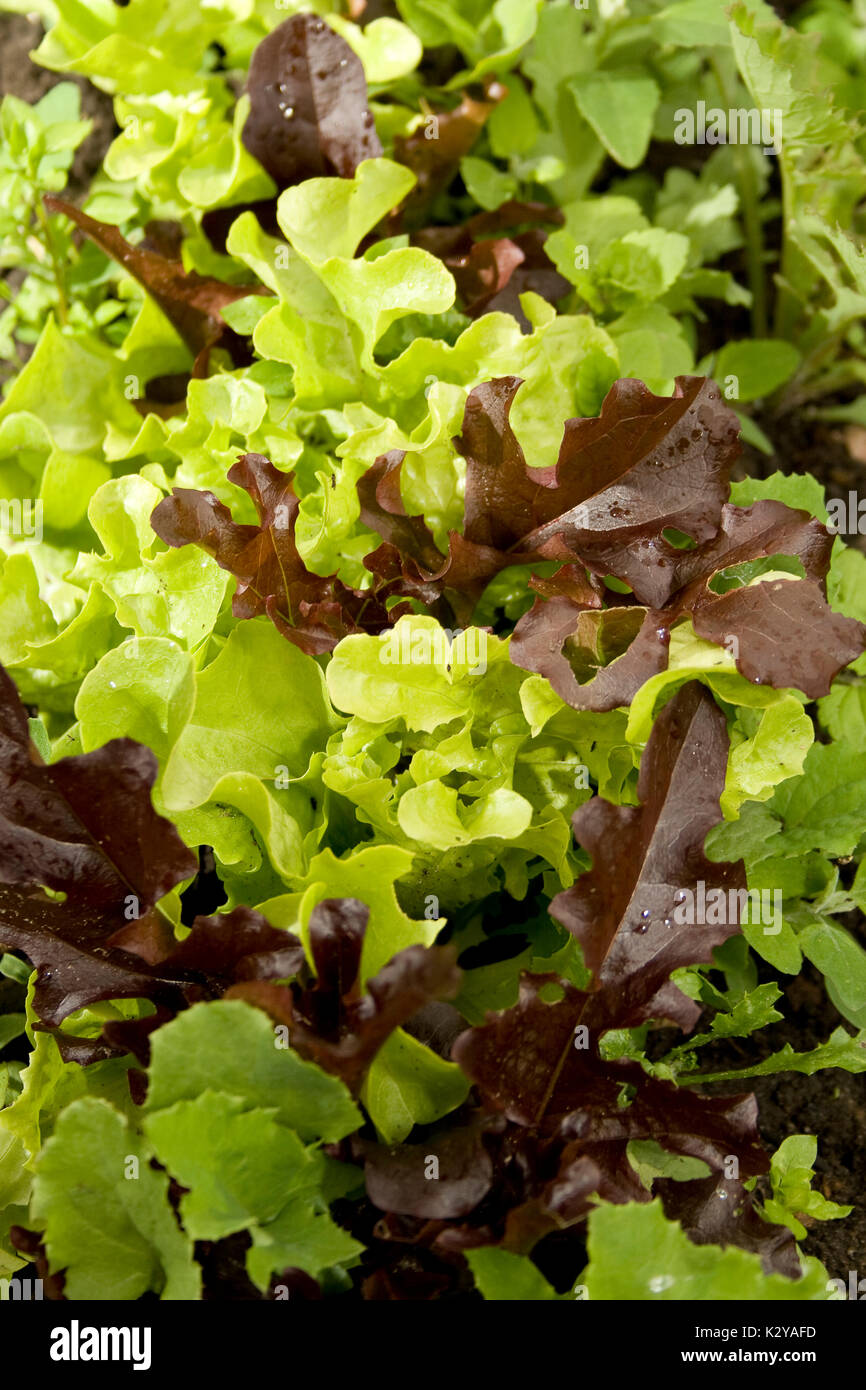 Salat und Lollo Rosso Seedlings Stockfoto