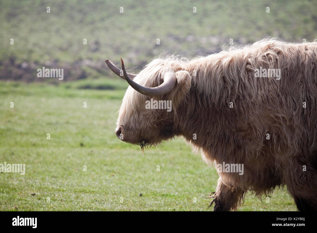 Hochlandrinder Stockfoto