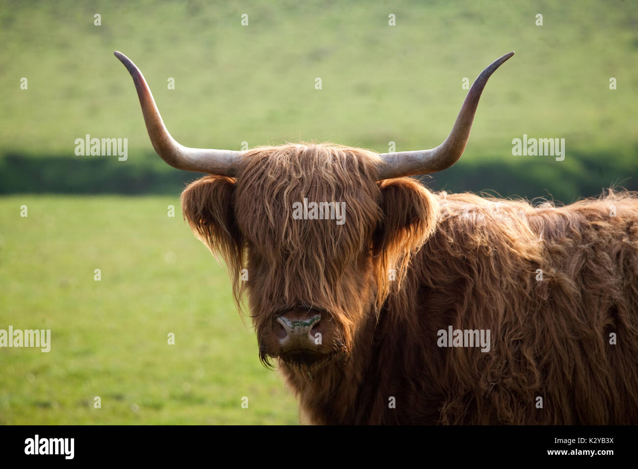 Hochlandrinder Stockfoto