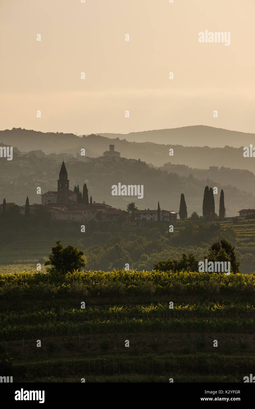 Goriška Brda ist ein großer Weinberg Region im Westen von Slowenien, nahe der Grenze zu Italien. Sie werden als slowenische Toskana und Wein namens Rebula bekannt. Stockfoto