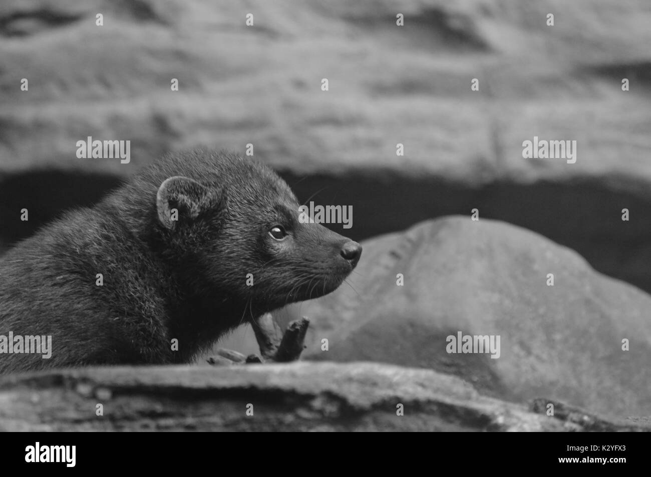 Fisher im Freien Stockfoto