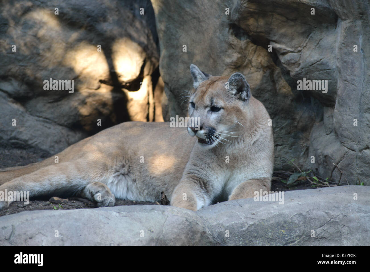 Puma im Freien Stockfoto