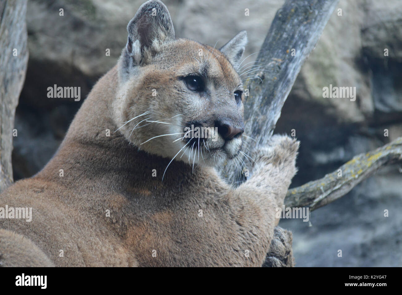 Puma im Freien Stockfoto