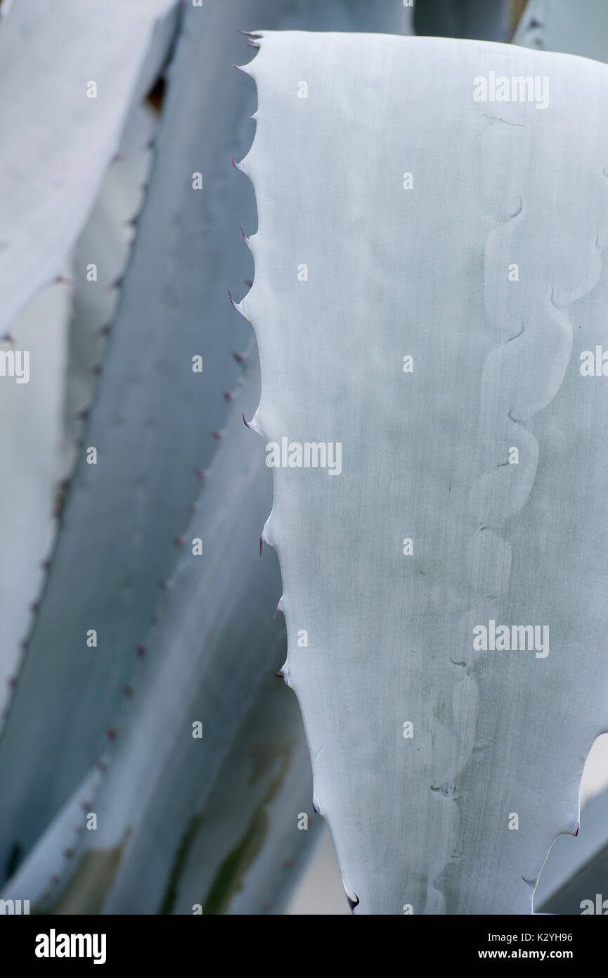 Agave Mandianum pflanze Blatt Abstract Stockfoto