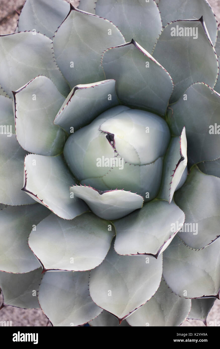 Agave Parryi Pflanze Stockfoto