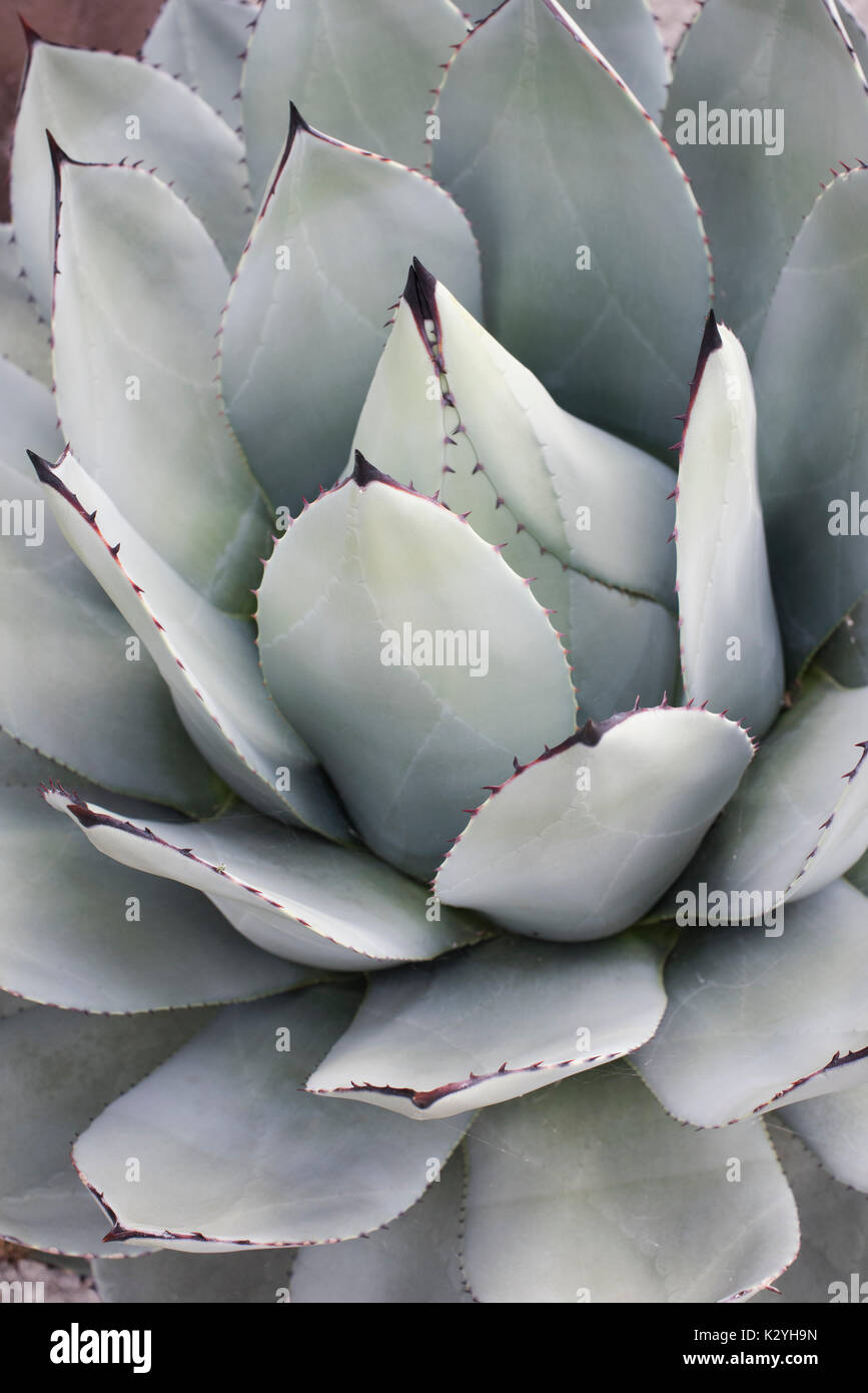 Agave Parryi Pflanze Stockfoto