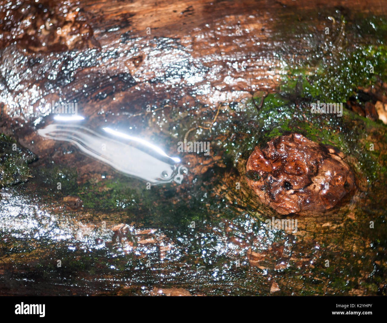 In der Nähe von feuchten Glanz Rinde Textur Oberfläche auf Waldboden; England; UK Stockfoto