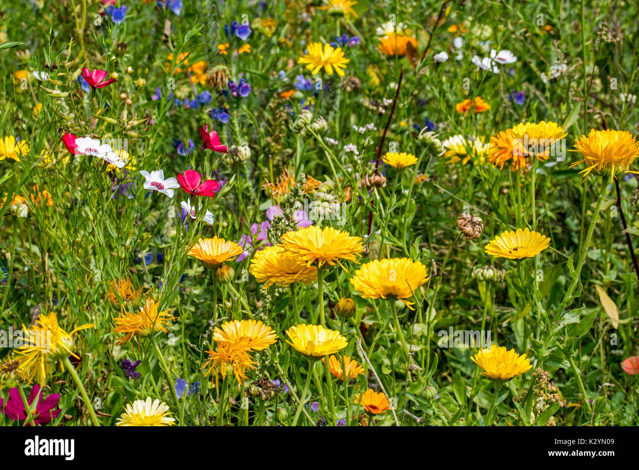Mischung aus bunten Wildblumen in Wildflower zone Grünland angrenzen, gepflanzt zu gewinnen und helfen Bienen, Schmetterlinge und andere Bestäuber Stockfoto