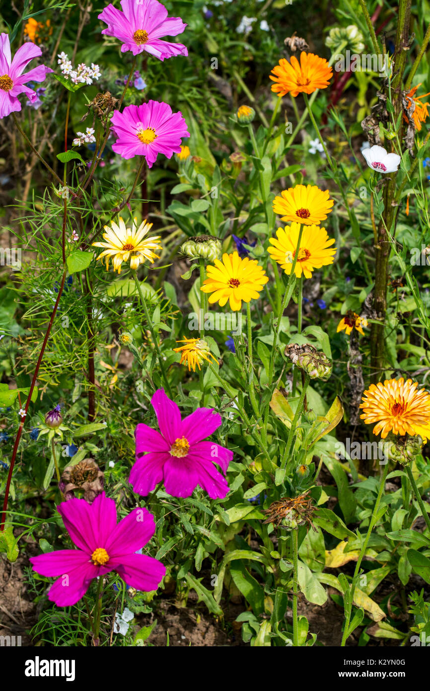 Mischung aus bunten Wildblumen in Wildflower zone Grünland angrenzen, gepflanzt zu gewinnen und helfen Bienen, Schmetterlinge und andere Bestäuber Stockfoto