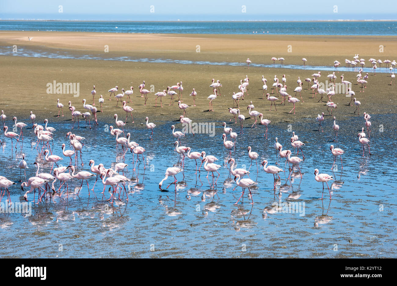 Herde von Flamingos in Walvis Bay, Namibia Stockfoto