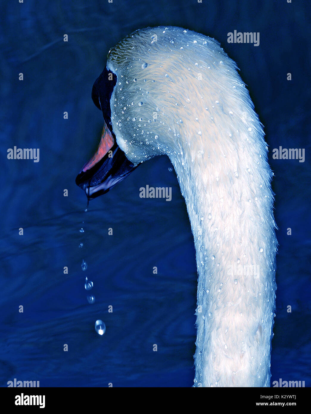 Künstlerische Swan Stockfoto