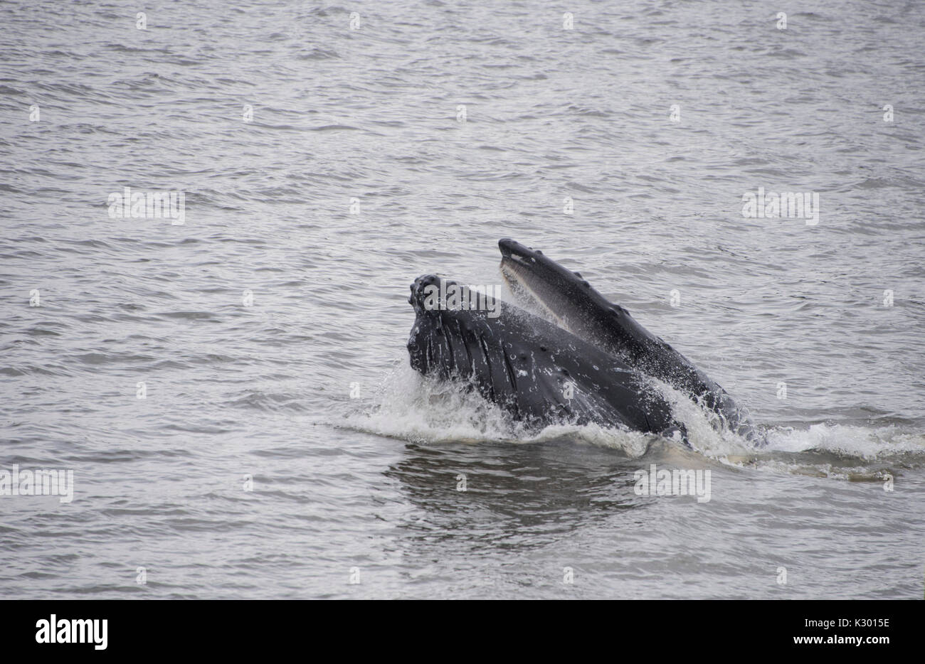 Buckelwale Fütterung Stockfoto