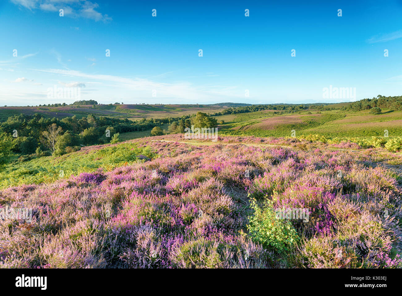 Heather in voller Blüte in Rockford im New Forest National Park in Hampshire Stockfoto
