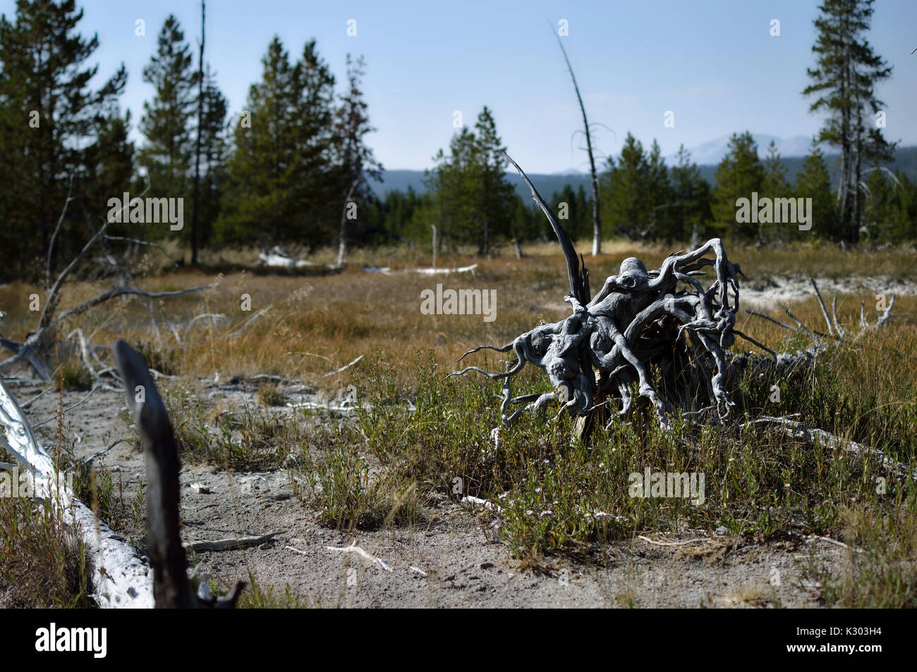 Umgedrehten Wurzeln durch eine Spur von einigen paintpod Geysire im Yellowstone National Park gefunden. Stockfoto