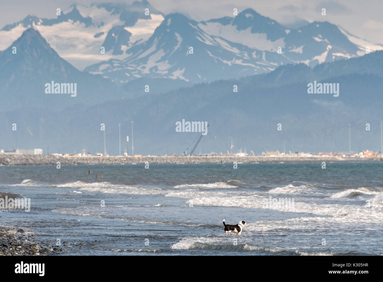 Ein Hund läuft in die Brandung auf Kamishak Bay mit der Kenai Mountains in Homer, Alaska. Stockfoto