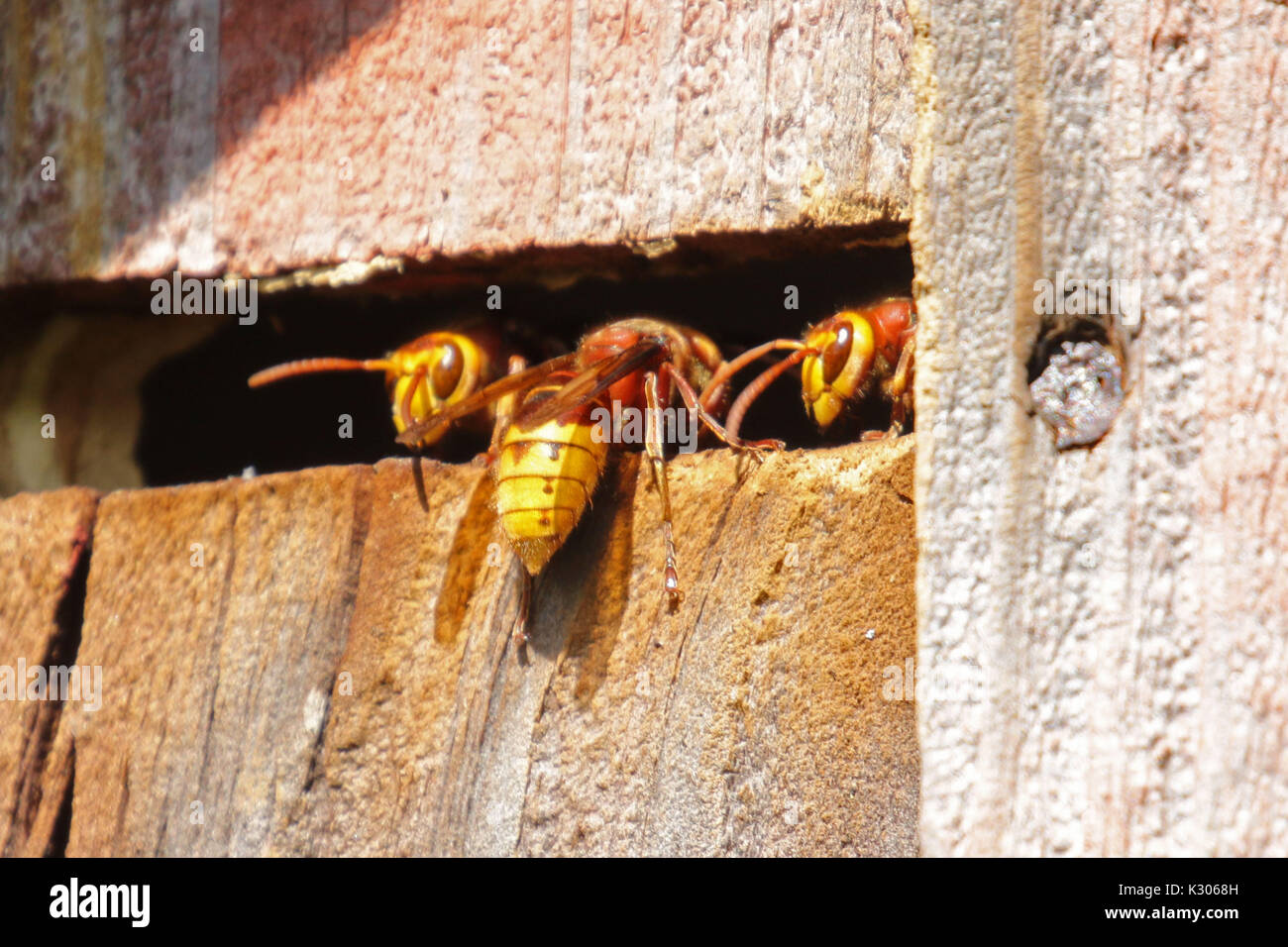 Aktivitäten auf europäischer Hornissen nest Eingang Stockfoto