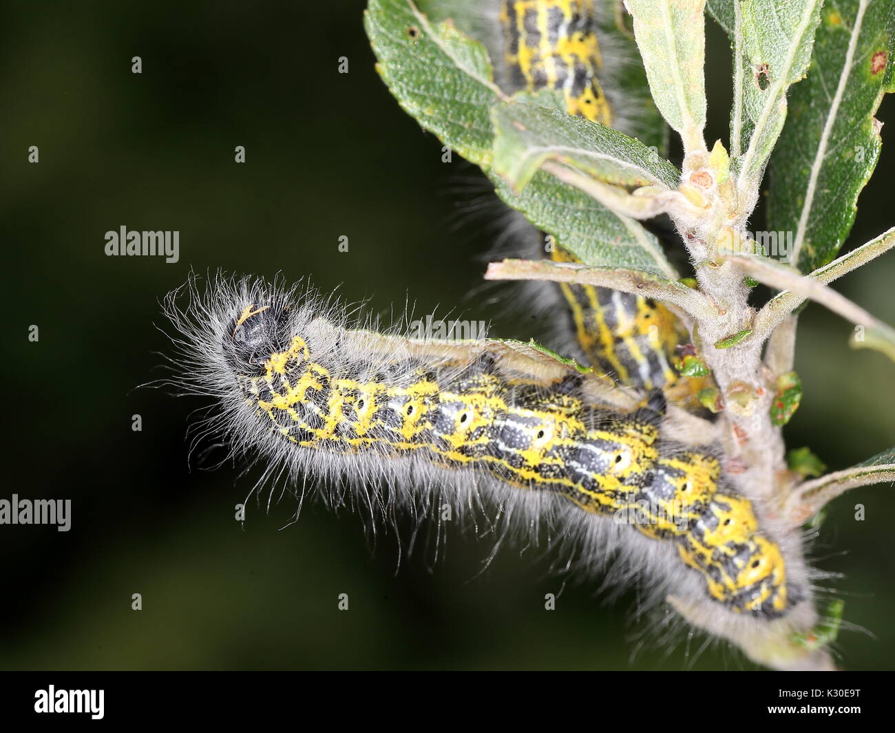 Buff Tipp Motte Caterpillar auf Willow Stockfoto