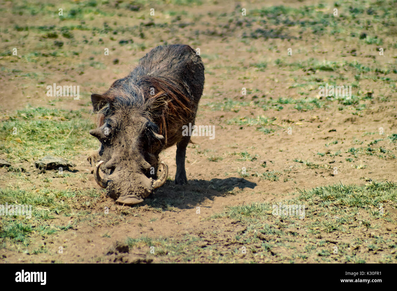 Warzenschwein in der Savanne des Tarangire Park in Tansania Stockfoto