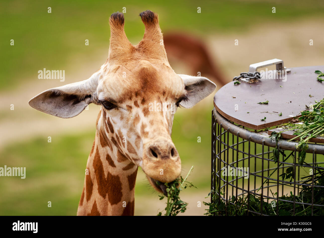 Giraffe essen in einem Zoo, in die Kamera zu schauen. Planckendael Zoo, Mechelen, Flandern, Belgien Stockfoto