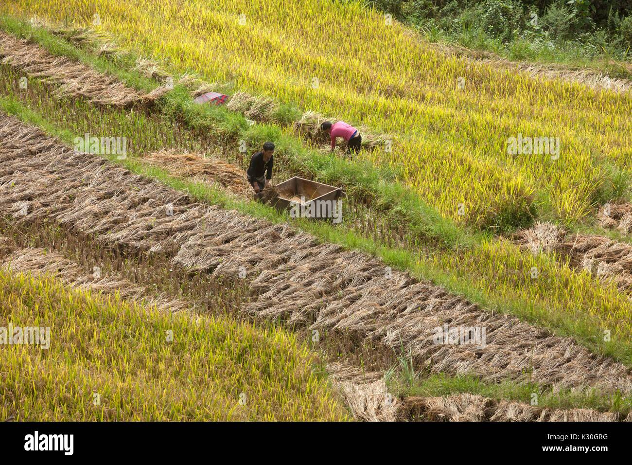 Reis-Terrassen in Vietnam Stockfoto