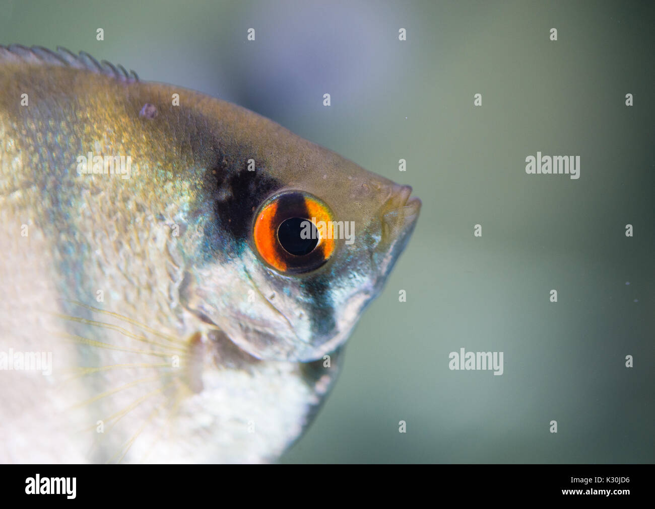 Angelfish Gesicht Stockfoto