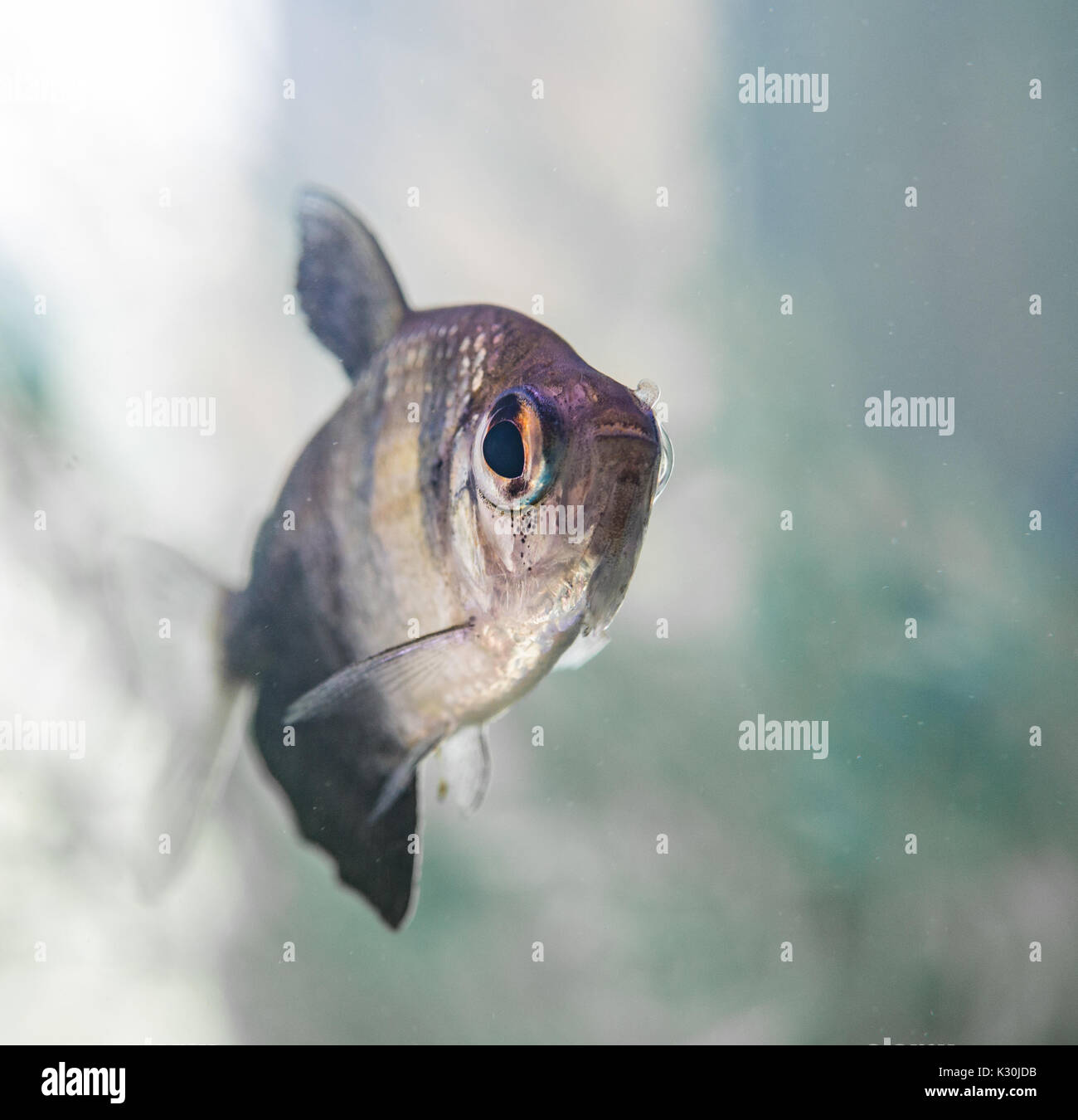 Silver Dollar tropische Fische Stockfoto