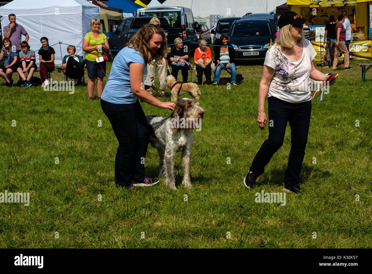 Dog Show in Chertsey Landwirtschaft zeigen Stockfoto