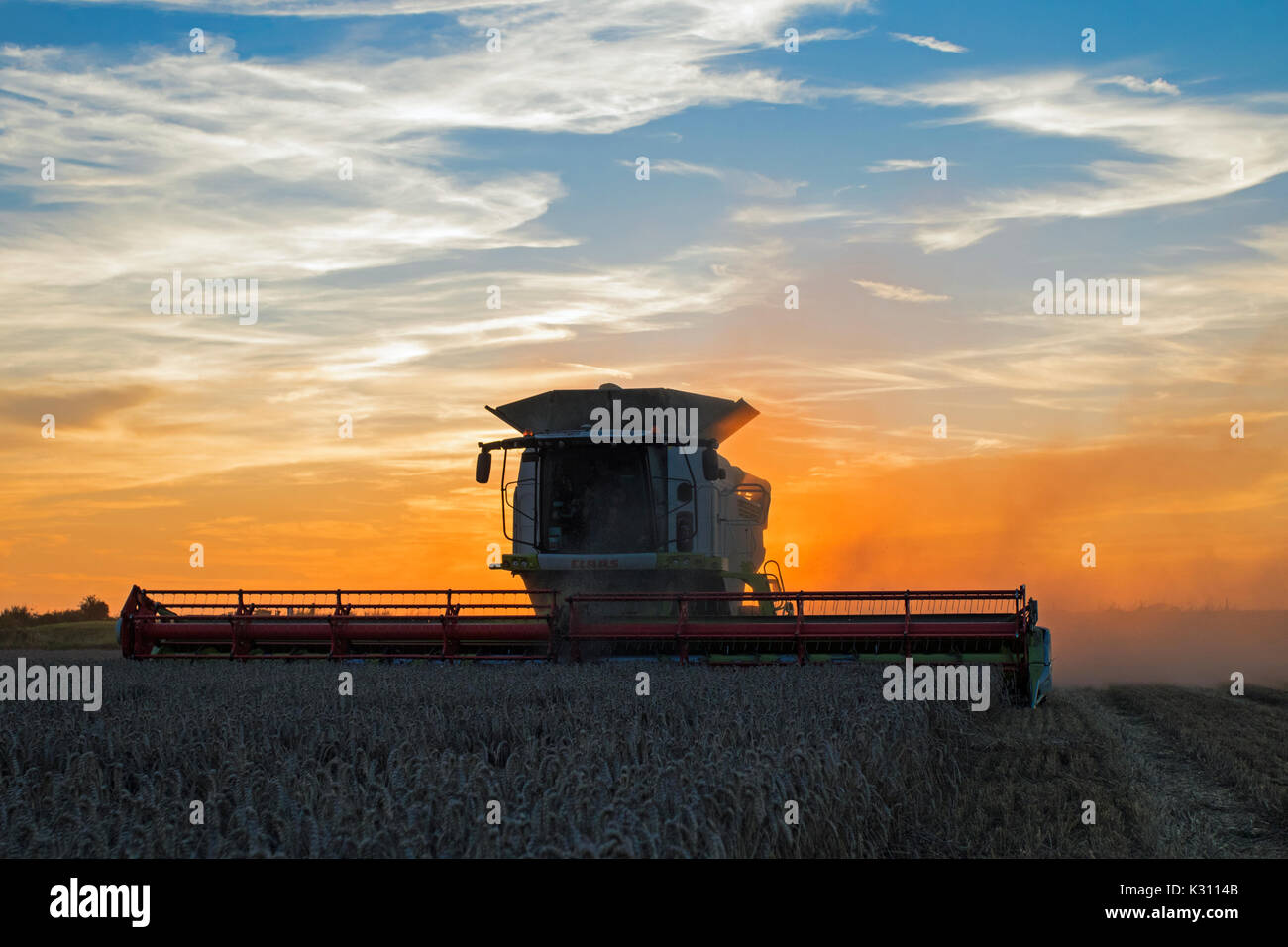 Claas Mähdrescher schneiden Feld von Weizen in der Dämmerung, Cambridgeshire, England Stockfoto