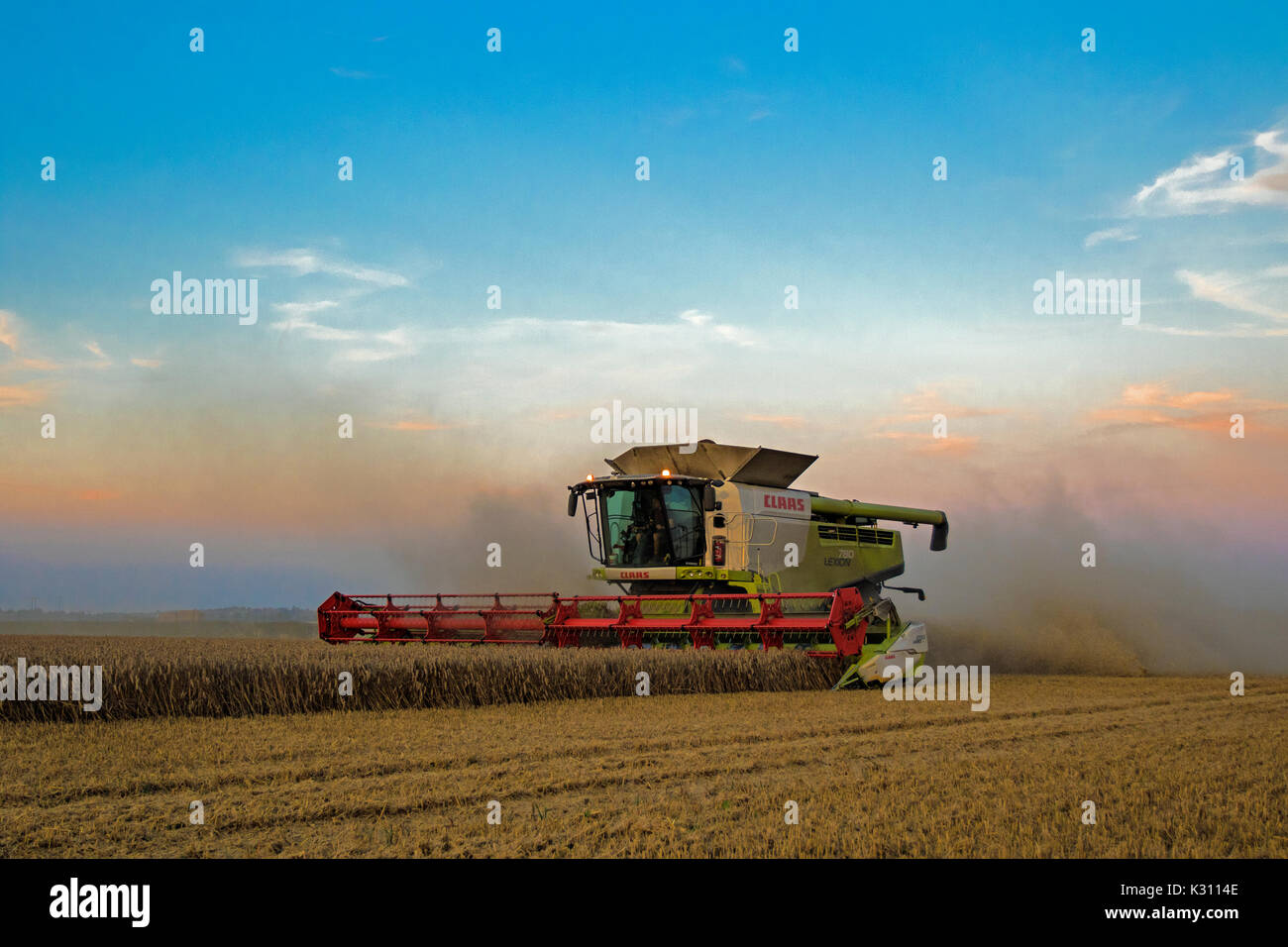 Claas Mähdrescher schneiden Feld von Weizen in der Dämmerung, Cambridgeshire, England Stockfoto