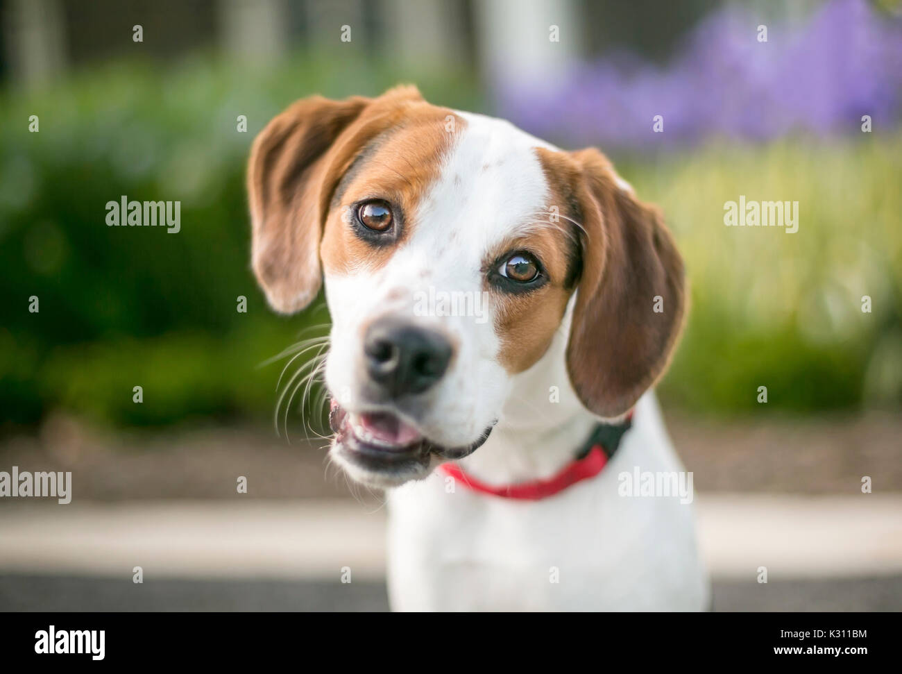 Beagle mix hund -Fotos und -Bildmaterial in hoher Auflösung – Alamy