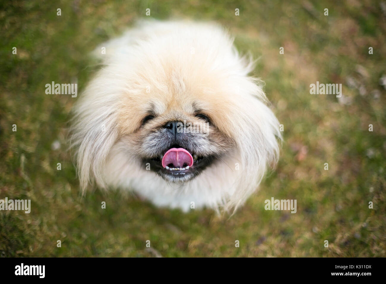 Fuzzy reinrassiger Pekingese dog Stockfoto