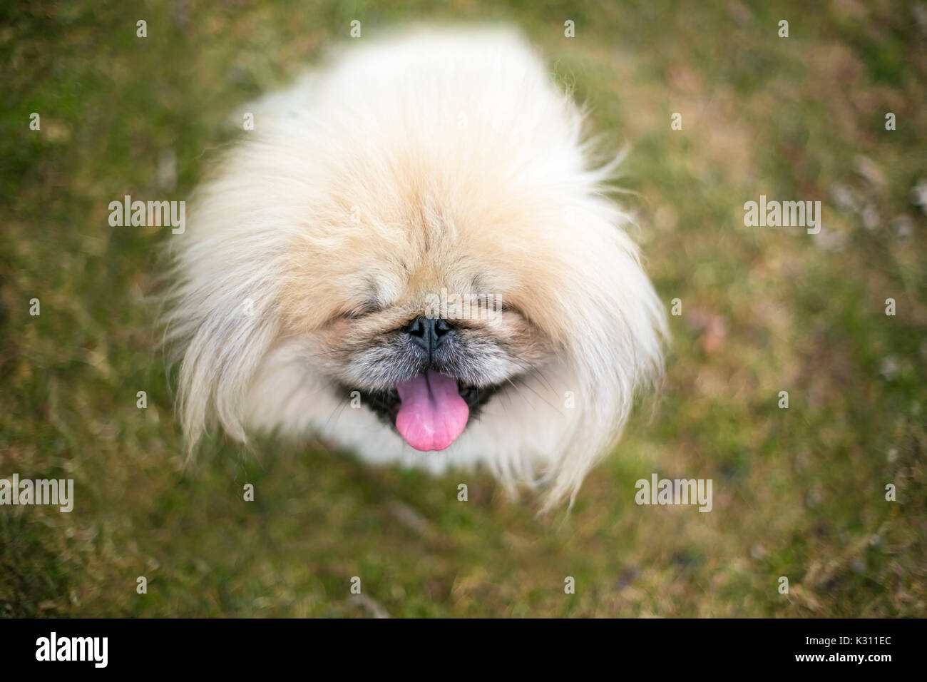 Fuzzy reinrassiger Pekingese dog Stockfoto