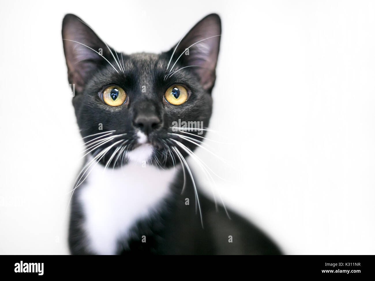 Eine schwarze und weiße Tuxedo cat mit leuchtend gelben Augen Stockfoto