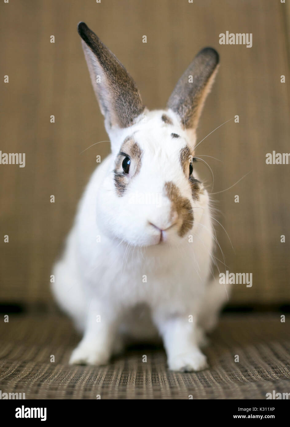 Eine domestizierte Kaninchen mit weißen und braunen Markierungen Stockfoto