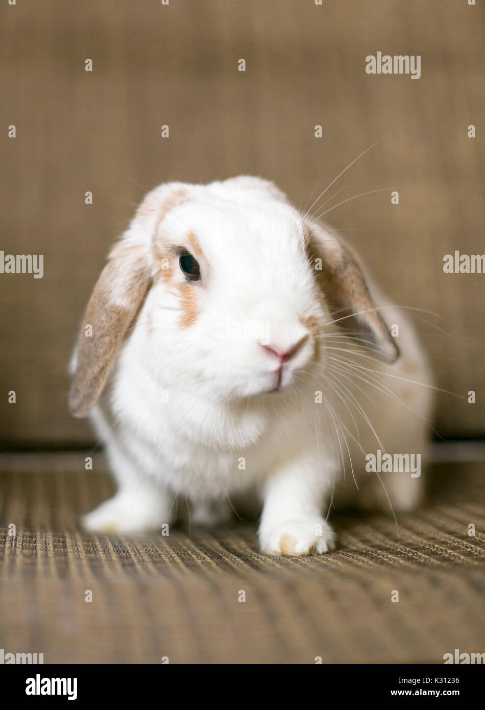 Eine weiße und braune Holland Lop Eared Rabbit Stockfoto