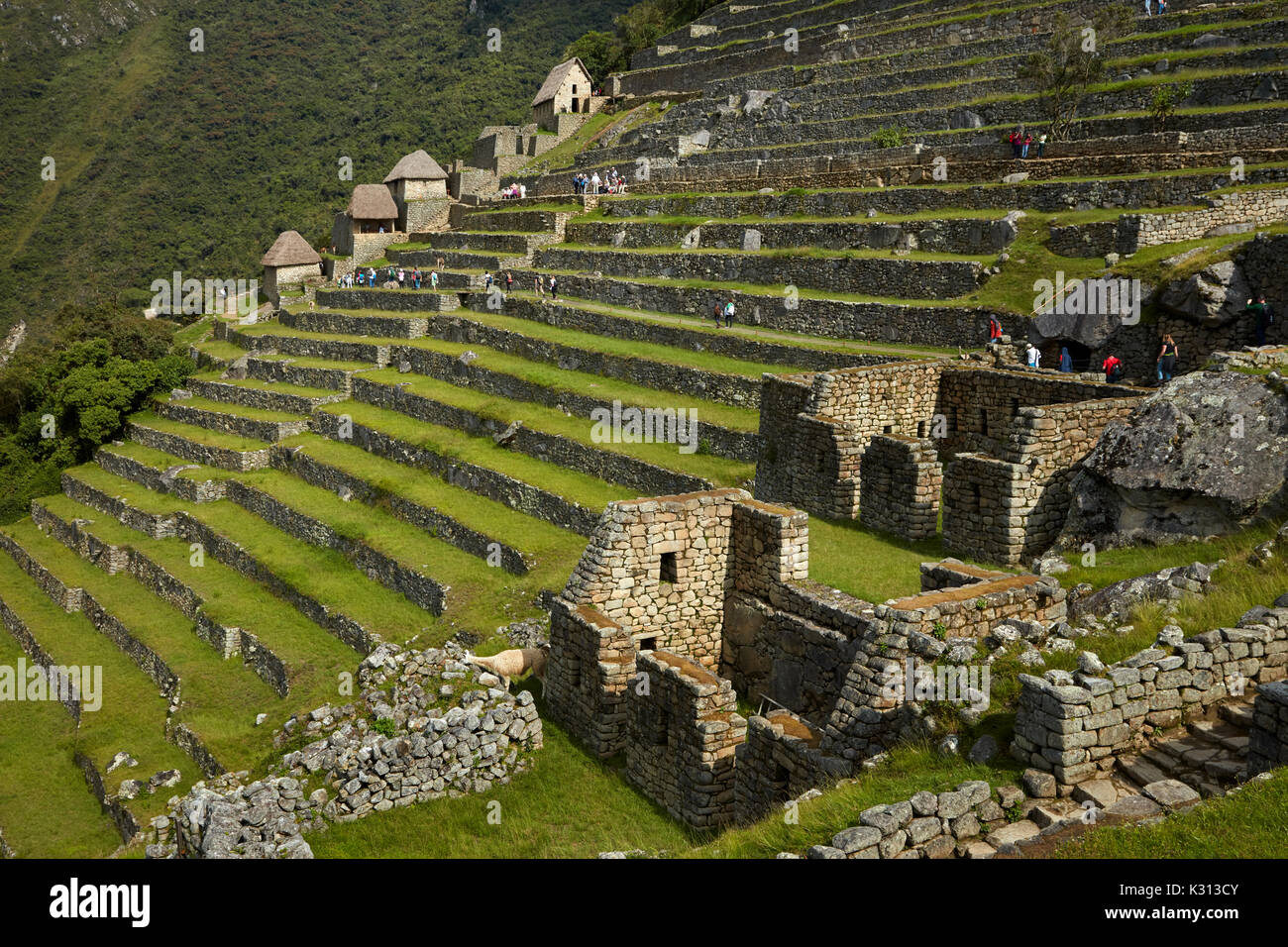 Touristen auf landwirtschaftlichen Terrassen, Machu Picchu (Weltkulturerbe), das Heilige Tal, Peru, Südamerika Stockfoto