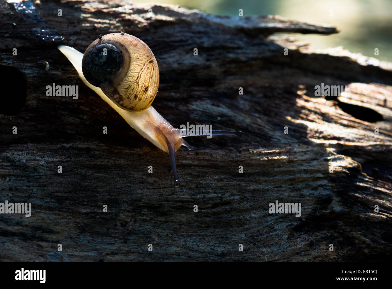 Ein Land snail Wandern auf einem Baumstamm, Schleim hinter sich. Shell semi transparent zurück von morgen Sonnenstrahlen beleuchtet, die Muster der Spirale Shell. Stockfoto