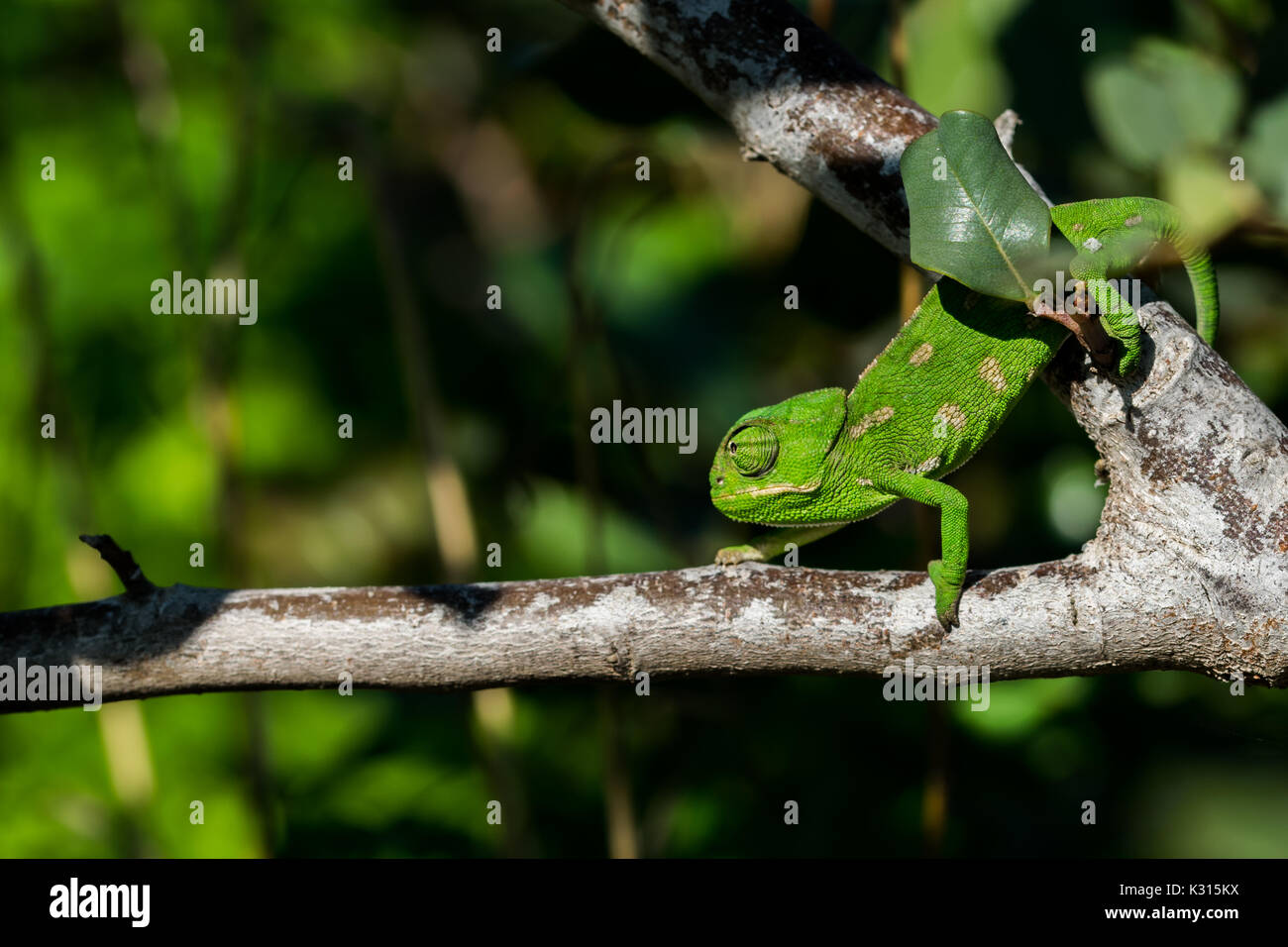 Ein Baby mediterrane Chameleon (Chamaeleo chamaeleon) langsam auf einem johannisbrotbaum Niederlassung in Malta. Stockfoto