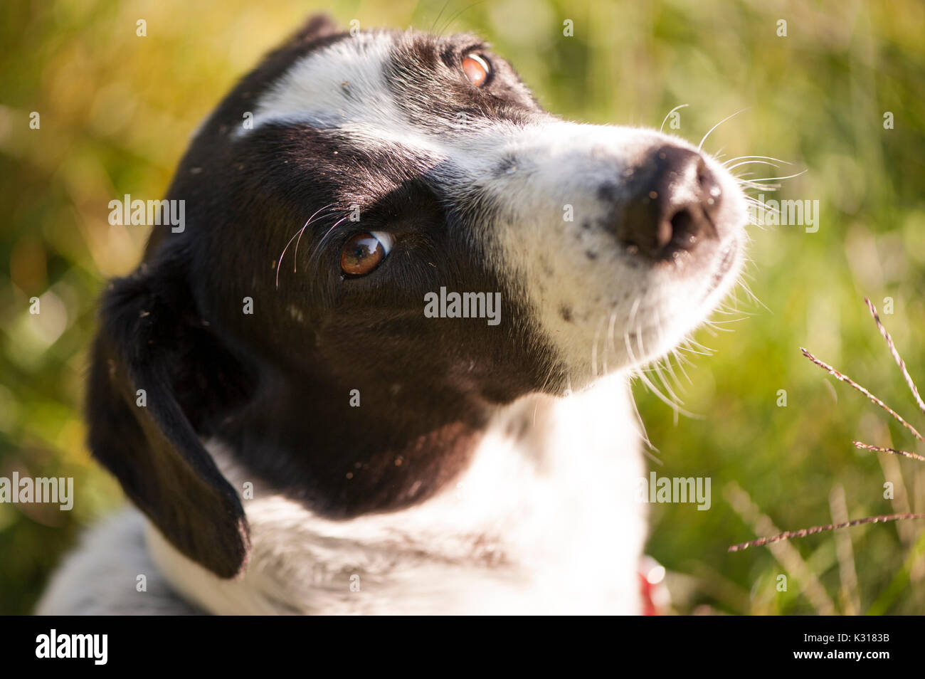 Hund in einem Feld von morgen das Sonnenlicht mit seinen Kopf zu Drehen der Kamera. Stockfoto