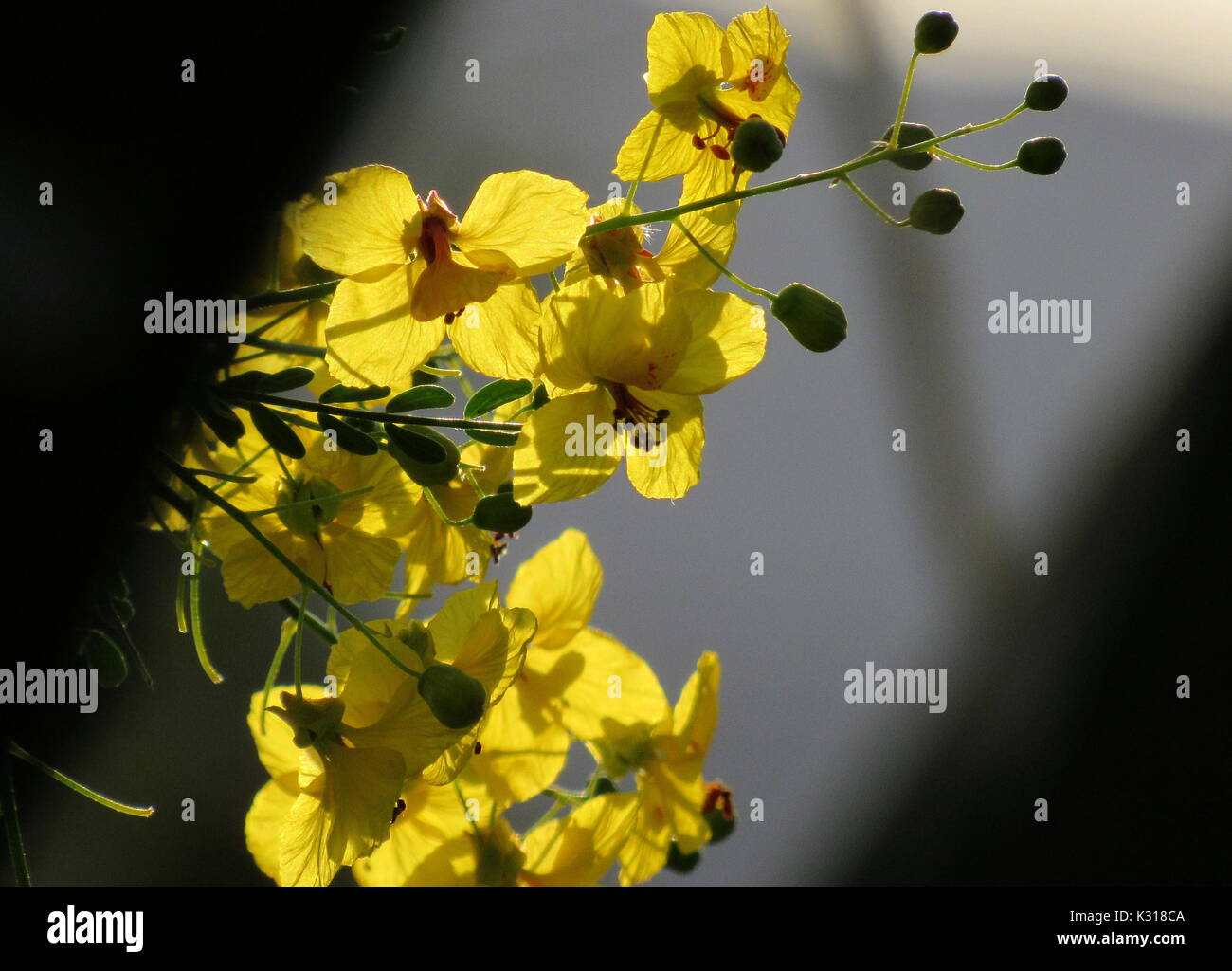Floridum Stockfotos Und Bilder Kaufen Alamy