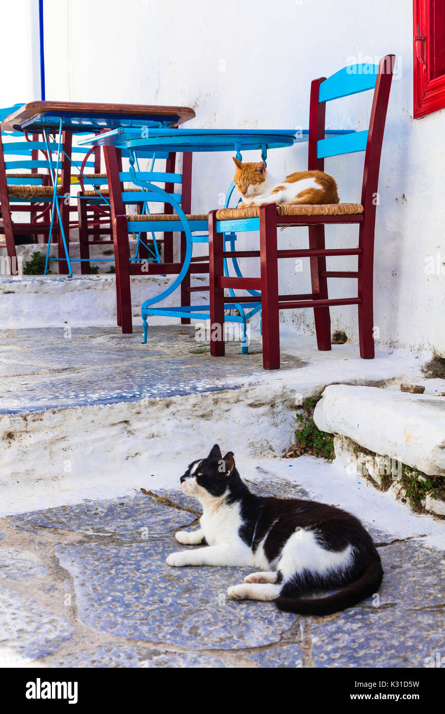 Traditionelle alte Straßen von Griechenland, mit Stühlen und Katze, die Insel Naxos. Stockfoto