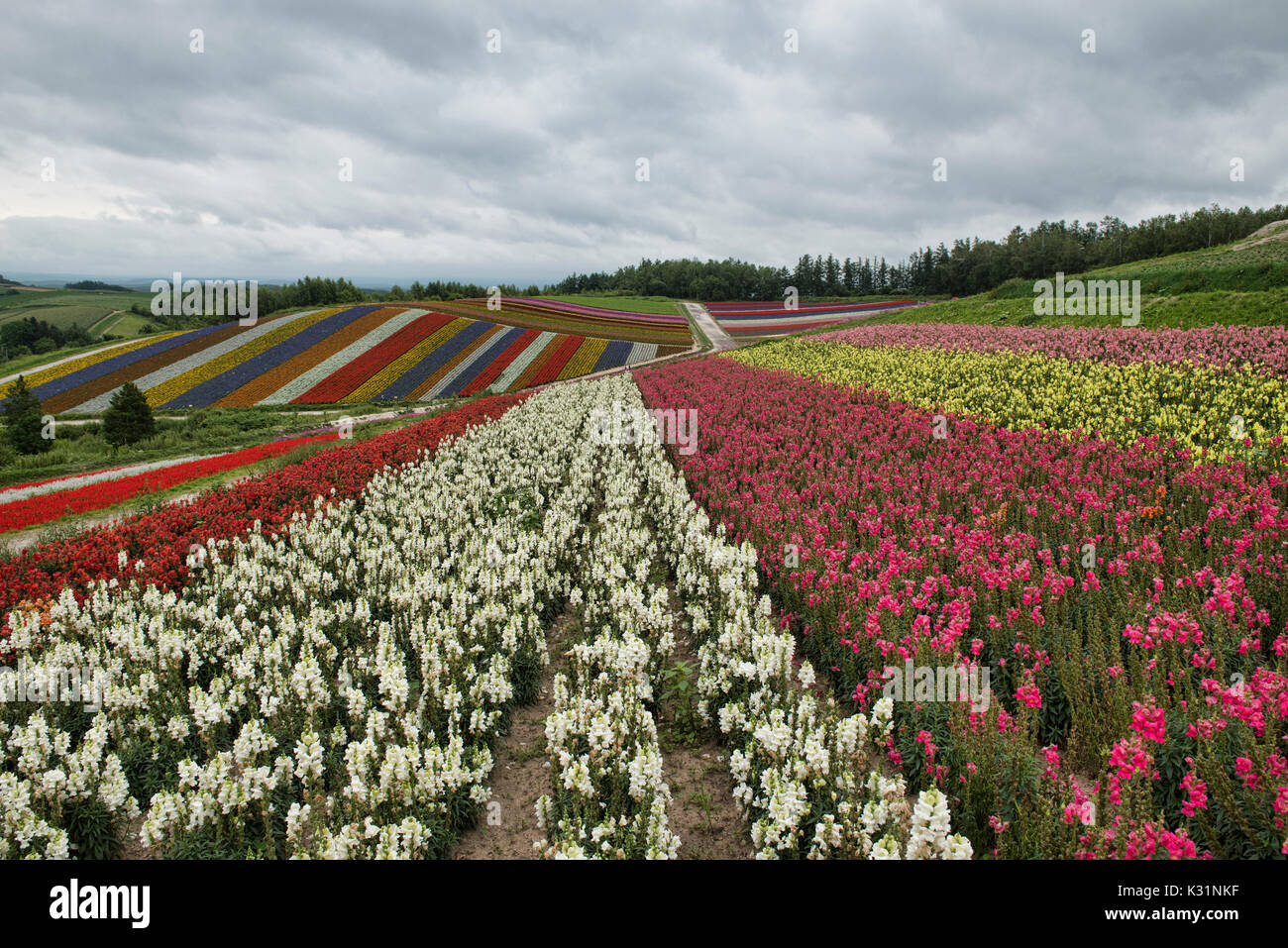 Reihen der Snapdragons (antirrhinum) an der bunten Shikisai keine Oka Gärten, Hokkaido, Japan Stockfoto