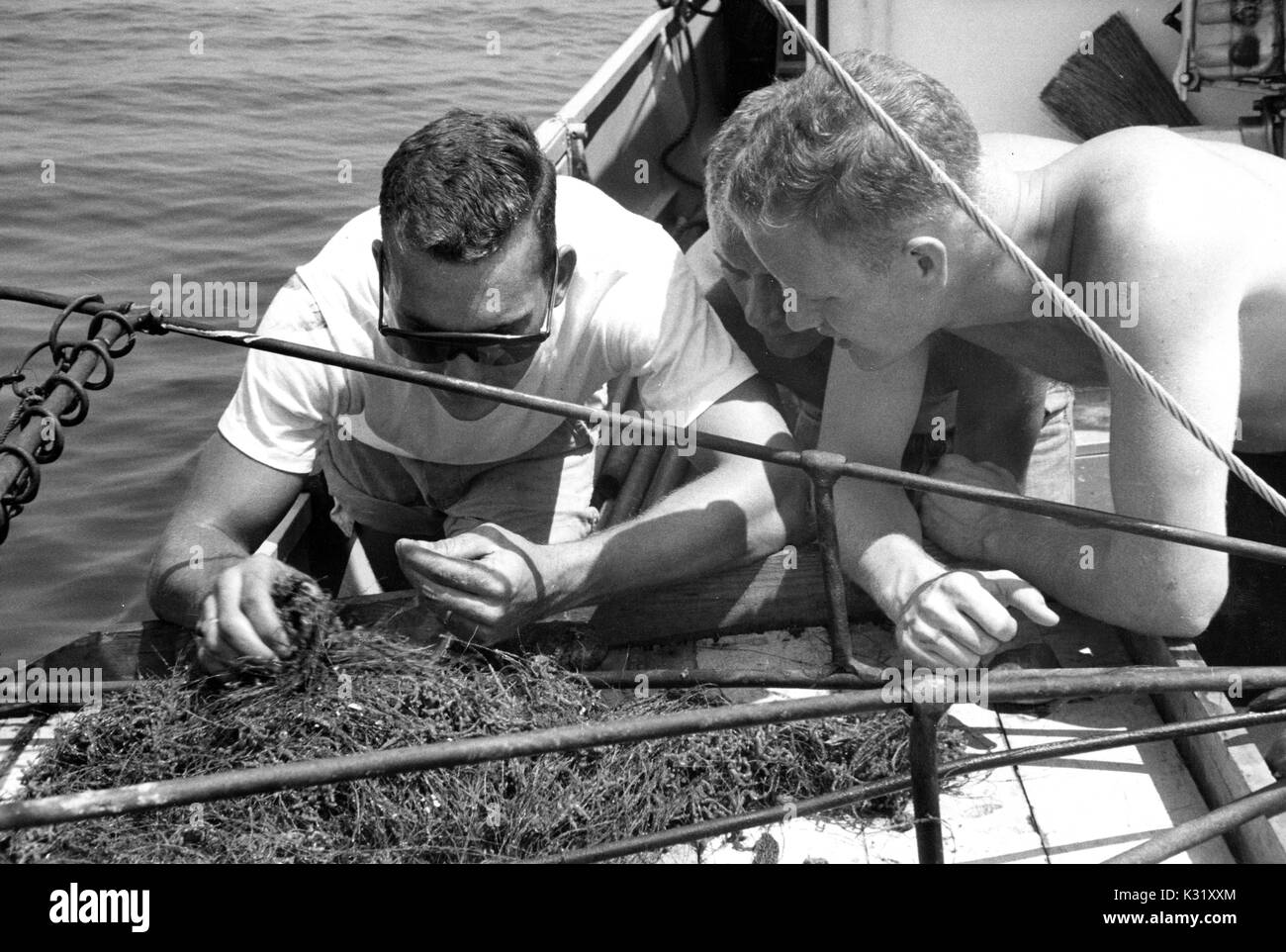 Drei Wissenschaftler thront über einem Algen Probe aus dem Bett der Chesapeake Bay gesammelt, an Bord der Maury Forschungsschiff für die Chesapeake Bay Institut, an einem hellen Sommertag an der Bucht, Juli, 1952. Stockfoto