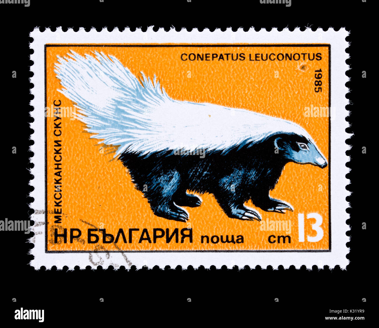 Briefmarke aus Bulgarien mit der Darstellung eines Amerikanischen hog-gerochene Skunk (Conepatus leuconotus) Stockfoto