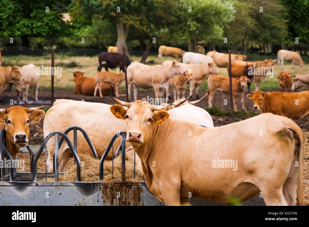 Viehbestand. Kuh Bauernhof, Las Merindades County Burgos, Kastilien und Leon, Spanien, Europa Stockfoto
