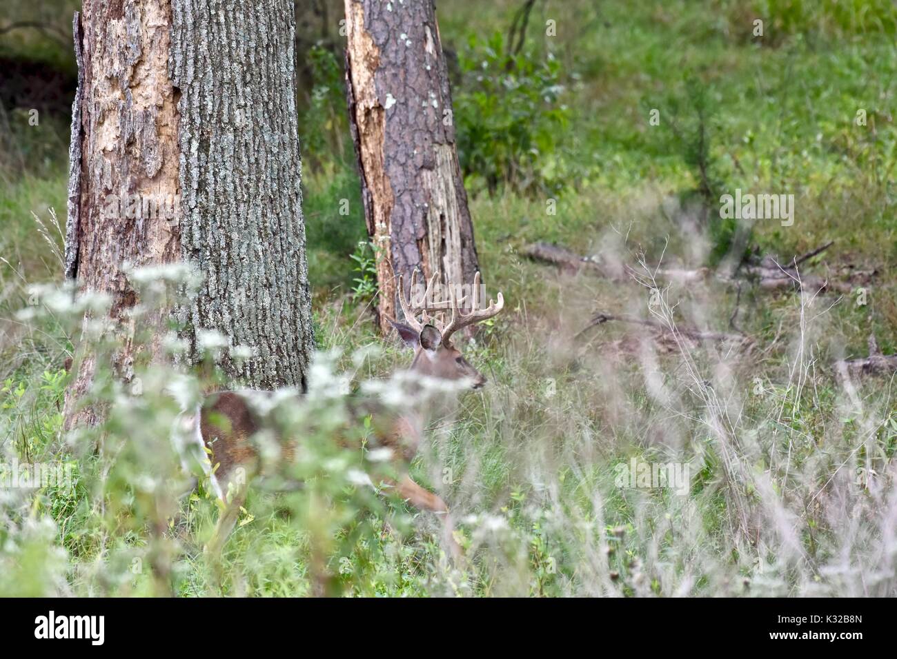 White-tailed buck Rotwild (Odocoileus virginianus) Stockfoto