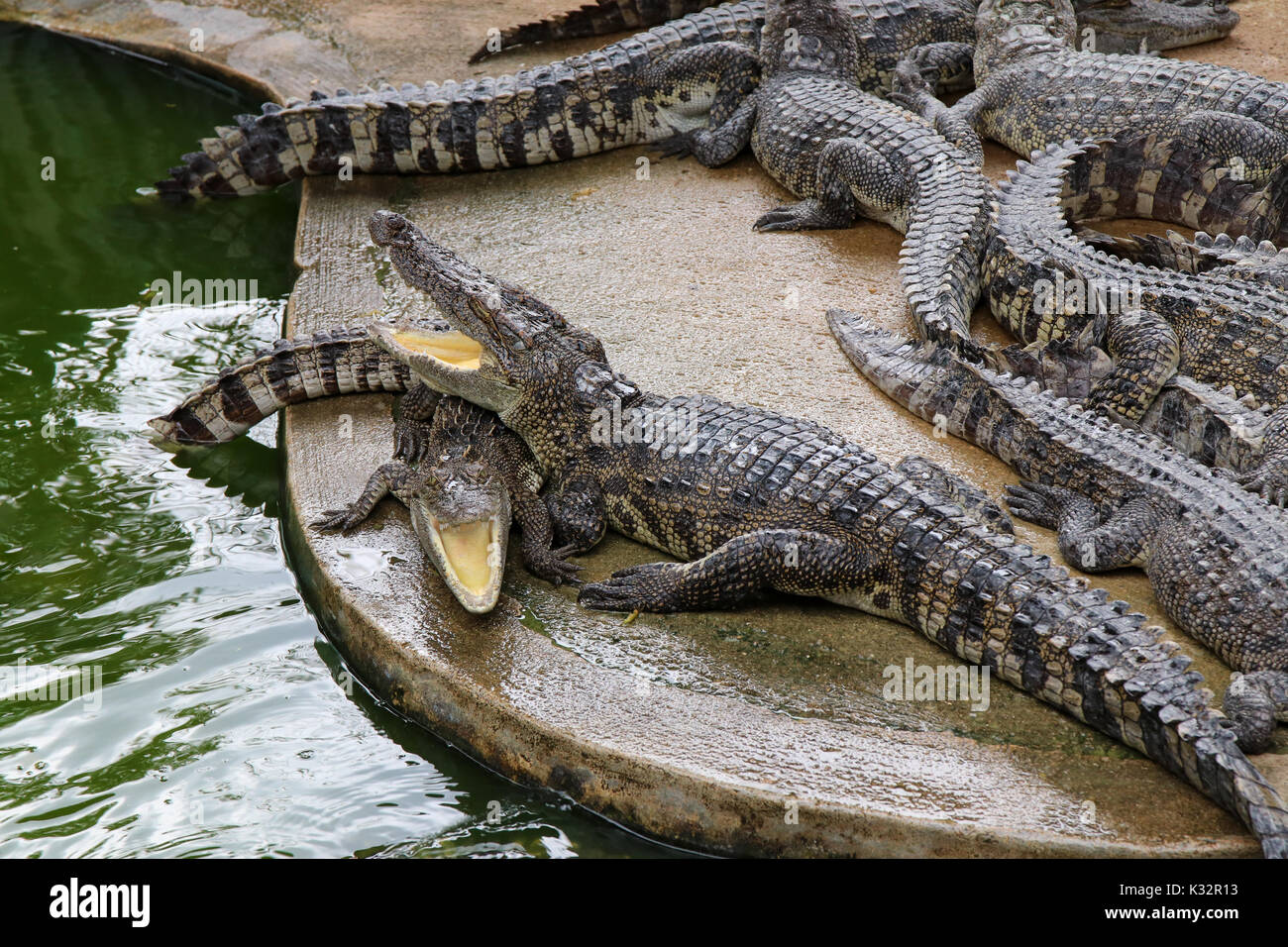 Krokodile ruht und offenen Mund an Land, um sich zu sonnen. Stockfoto