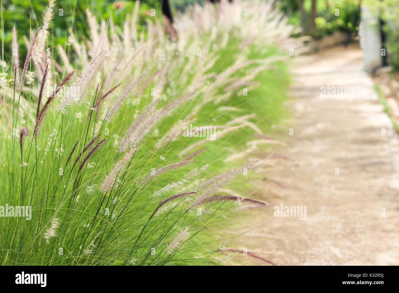 Mission Gras mit Straße in verschwommenen Hintergrund. Pennisetum Blume. Stockfoto
