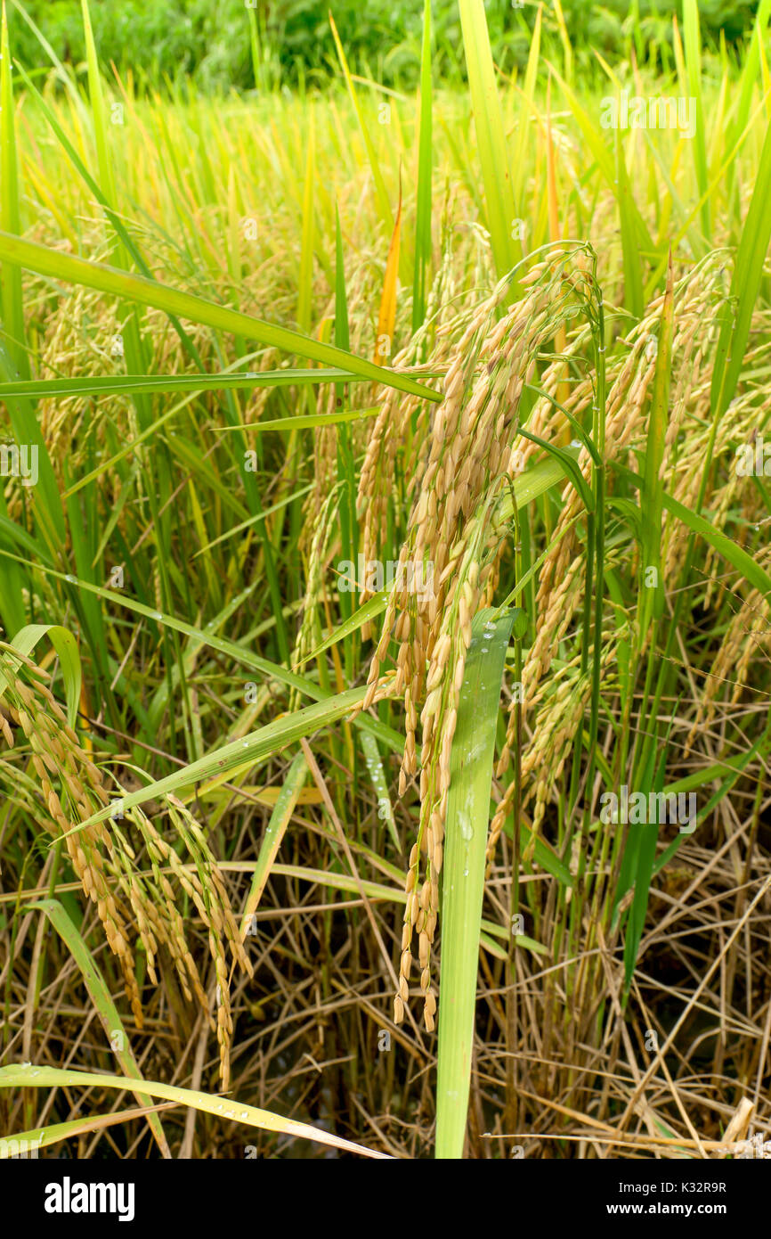 Ohr von Paddy-Reis in Reisfeldern Stockfoto